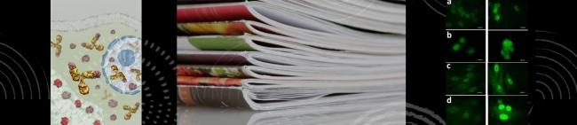 encabezado-publicacion-boletin2